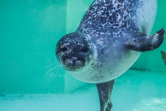 See-Aquarium Bergen aan Zee